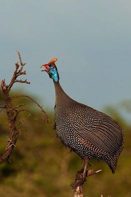 Helmeted Guineafowl Jungle Fowl, Turkey Photography Bird, Turkey Bird Farm, Guinea Fowl Art, Wild Turkey Rare Breed, South African Birds, Gouldian Finch Mutation, Eagle Painting, Guinea Fowl