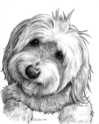 Artist In Milton Ontario - A Drawing a Day! Dog Drawing Sketches, Drawing Dogs, Realistic Animal Drawings, Milton Ontario, Drawing Dog, Coton De Tulear, Pets Drawing, 강아지 그림, Dog Coloring Page