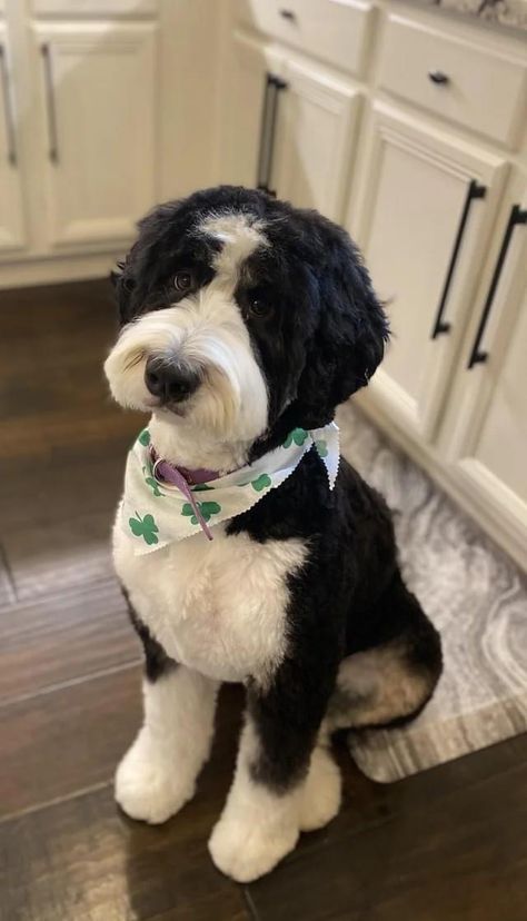 Aussie Doodle Haircuts, Shaved Bernedoodle, Doodle Dog Haircuts, Portuguese Water Dog Haircut, Mini Aussiedoodle Haircut, Black And White Bernedoodle, Bernedoodle Summer Cut, Aussie Doodle Haircut Styles, Doodle Summer Haircut