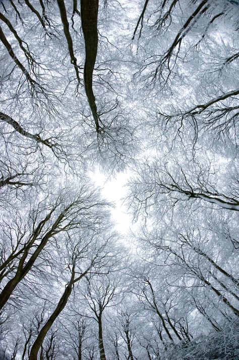 Trees in Snow Snow Photography, Tree Photography, Foto Art, Land Art, Winter Photography, Pics Art, Beautiful Tree, Winter Snow, Beautiful Photography