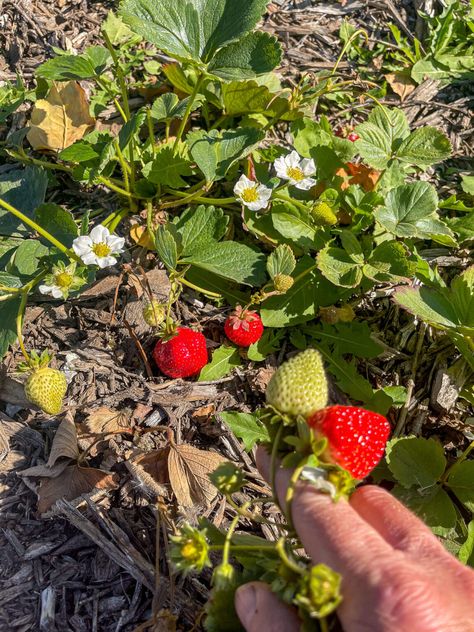 Master the art of growing strawberries from planning to harvesting. Discover the best types of plants for your garden, effective site preparation techniques, and essential maintenance tips. Get ready to enjoy bountiful harvests with this ultimate guide to planting a strawberry patch. Potted Strawberry Plants, Types Of Strawberries, Strawberry Varieties, Strawberry Beds, Strawberry Plant, Strawberry Seed, Berry Plants, Strawberry Garden, Growing Strawberries