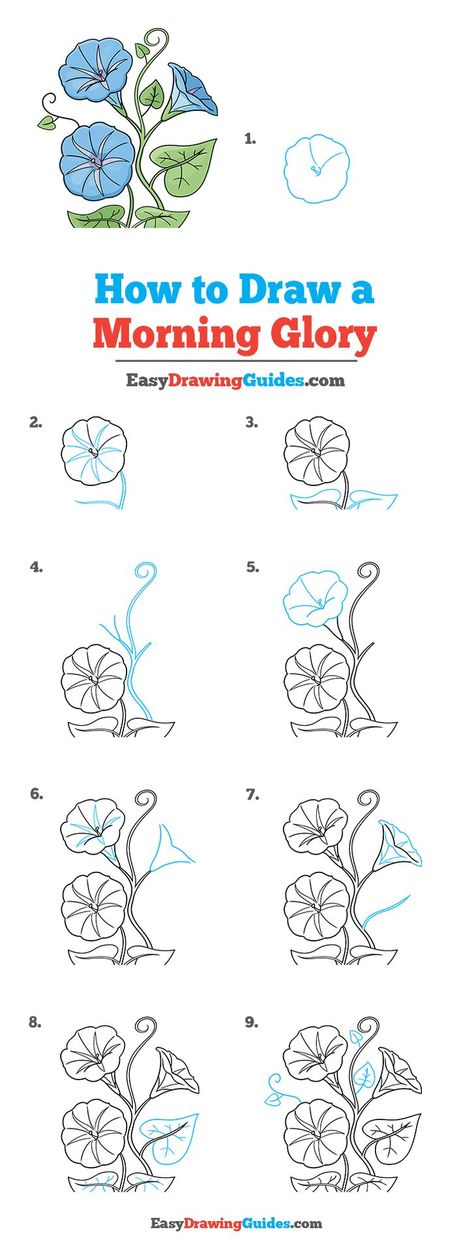 Morning Glory Drawing Lesson. Free Online Drawing Tutorial for Kids. Get the Free Printable Step by Step Drawing Instructions on https://easydrawingguides.com/how-to-draw-a-morning-glory/ . How To Draw A Morning Glory, Drawing Morning Glories, How To Draw A Morning Glory Step By Step, How To Draw Morning Glory Flowers, Magnolia Flower Drawing Step By Step, Morning Glory Flowers Drawing, Morning Glory Drawing, Learn To Draw Flowers, Trin For Trin Tegning