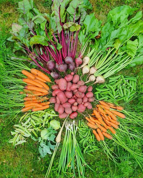 Fride Herfjord (@frideherfjord) posted on Instagram • Sep 3, 2020 at 7:03pm UTC Growing Aesthetic, Homestead Layout, Cottagecore Garden, Medieval Recipes, Vegetables Photography, Greenhouse Plants, Growing Veggies, Cottage Garden Design, Garden Harvest