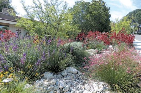 California Native Landscape, Native Plant Landscape, Low Water Landscaping, California Native Garden, Water Wise Landscaping, Rogers Gardens, Drought Tolerant Garden, Waterwise Garden, Native Gardens