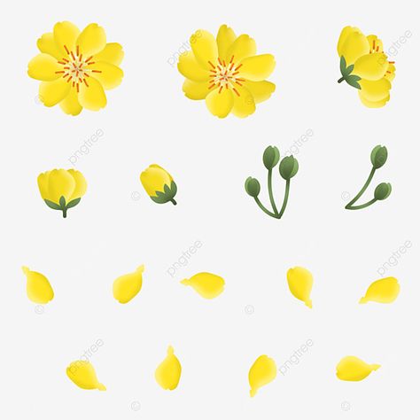 Apricot Blossom Tattoo, Yellow Flowers Drawing, Yellow Apricot Blossom, Anime Notebook, Yellow Flower Art, Yellow Png, Apricot Blossom, Yellow Blossom, Garden Drawing