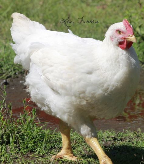 AppleMark Chicken Farming House, Raising Turkeys, Urban Chicken Farming, Baby Chicks Raising, Best Egg Laying Chickens, Meat Birds, Egg Laying Chickens, Urban Chickens, Raising Backyard Chickens