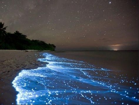 Bioluminescent Beaches in Costa Rica are a common site, just visit manuel antonio, and run your hand through the water at night Bioluminescent Bay, Maldives Beach, Sea Of Stars, Beach At Night, Overwater Bungalows, Porto Rico, Costa Rica Travel, Most Beautiful Beaches, Beautiful Places In The World