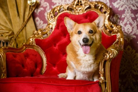 Unfortunately, it seems this royal Corgi dynasty may be put to rest once and for all, but what started the tradition to begin with? Royal Corgi, Dog Portraits Art, Dinner Show, Luxury Dog Collars, Pet Resort, Cute Dog Collars, Elisabeth Ii, Be Right Back, Shih Tzu Dog