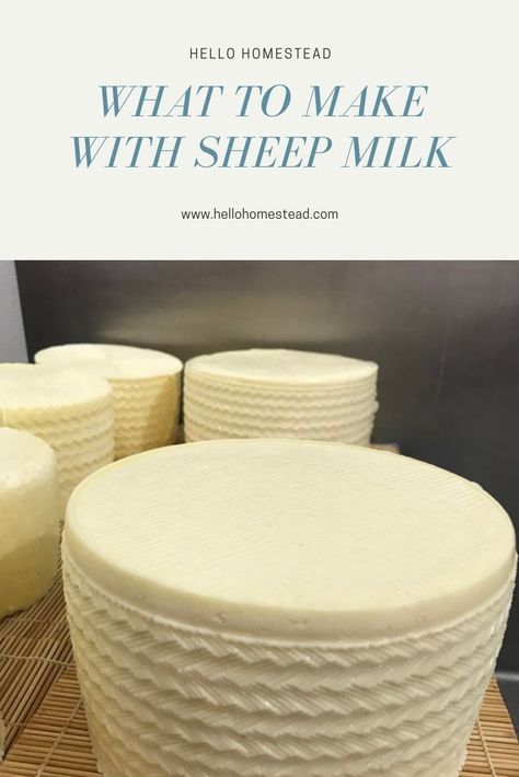 British Milk Sheep, Sheeps Milk Recipes, Sheeps Milk Soap, Sheep Milk Butter, Sheeps Milk Cheese, Sheep Milk Soap Recipe, Sheep Wool Uses, Sheep Milk Cheese, Sheep Milk Recipes