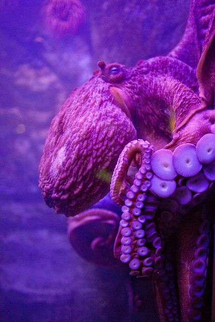 Octopus by Ashley Marie Purple Octopus, Purple Things, Life Under The Sea, Octopus Art, Beautiful Sea Creatures, Underwater Life, All Things Purple, Ocean Creatures, Ocean Animals