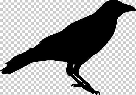 Raven Stencil, Crow Png, Bird Black And White, Common Raven, Crow Silhouette, Carrion Crow, Crow Painting, American Crow, Learn Watercolor Painting