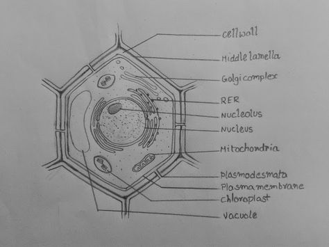 Plant Cell Aesthetic, Human Cell Drawing, Plant Cell Drawing Biology, Plant And Animal Cell Drawing, Plant Cell Sketch, Animal Cell Sketch, Cell Structure Drawing, Plant Cell And Animal Cell Diagram, Cell Drawing Biology