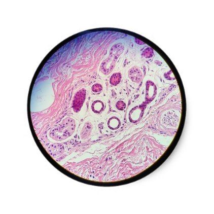 Histology Stickers, Sticker Photography, Medical Stickers, Microscopic Photography, Photography Gifts, Photography Pictures, Cool Diy, Gifts Diy, Diy Custom