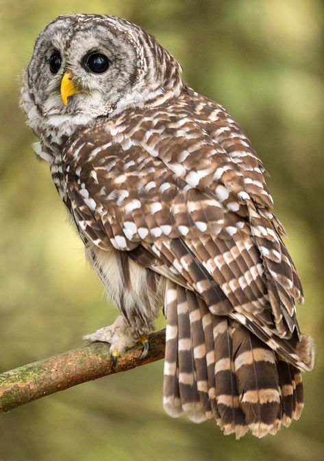 Barred Owl Ireland Recipes, Colombia Food, Fox Running, Eastern Screech Owl, Owl Species, Owl Wings, Saw Whet Owl, Awesome Owls, Owl Photography