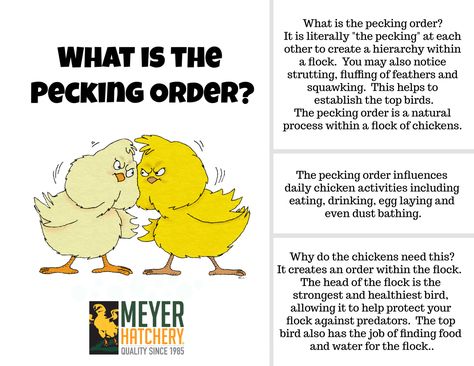 What is the Pecking Order? Pecking Order, Backyard Flocks, Farm Fresh Eggs, Backyard Chickens, Raising Chickens, Fresh Eggs, Chickens Backyard, The Well, Chicken