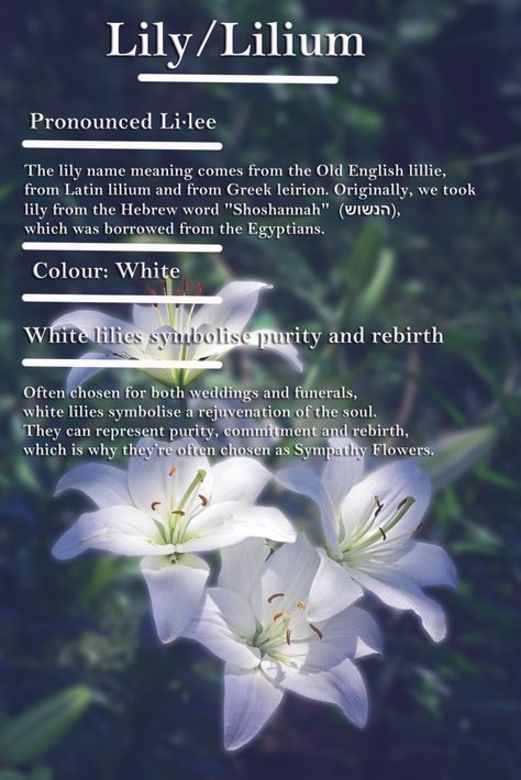 Flower Psychology, Moonflower Meaning, Lily Symbolism Meaning, Lily Meaning Flower, Louts Flower Meaning, White Lily Meaning, Waterlily Meaning, Meaning Of Waterlily, Lily Spiritual Meaning