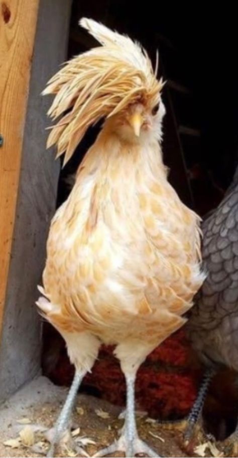 Fluffy Chicken, Chicken Drawing, Chicken Pictures, Fancy Chickens, Beautiful Chickens, Cute Chickens, Chicken Humor, Chicken Breeds, Pet Chickens