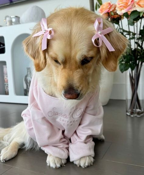 Dog Wipes, Cute Lounge, Cute Dogs Images, Very Cute Dogs, Lounge Outfit, Going Live, Cute Animals Images, So Busy, Cute Dogs And Puppies