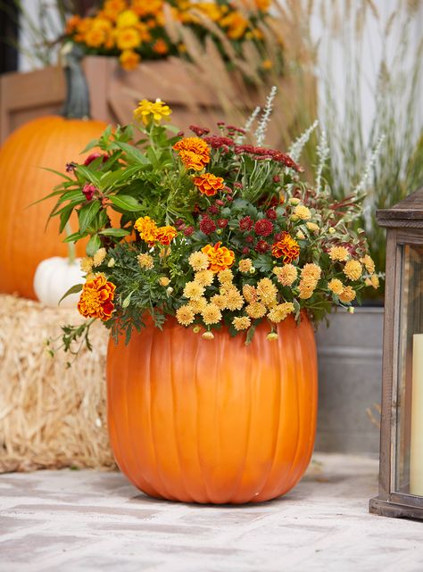 26 Outdoor Fall Decorating Ideas to Showcase Through Thanksgiving Easy Pumpkin Decorating, Fall Window Boxes, Potted Mums, Outdoor Fall Decor Ideas, Fall Container Gardens, Pumpkin Planter, Fall Mums, Fall Containers, Fall Planters