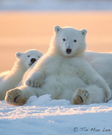 @Blend_Mars  Keep Our World Safe ,, #Climate #Change #Save Baby Polar Bears, Tin Man, Bear Cubs, Polar Bears, Sweet Animals, Animal Planet, Animal Photo, Nature Animals, 귀여운 동물