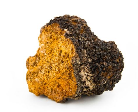 Chaga Chaga Mushroom Tea, Chaga Tea, Mushroom Images, Gastrointestinal Disease, Mushroom Tea, Chaga Mushroom, Poor Nutrition, Organic Herbal Tea, Healing Plants