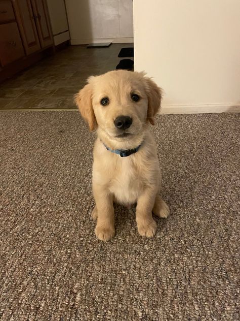 12 WEEK GOLDEN RETRIEVER FOR SALE!! Lady Lake, Golden Retriever Puppy, 12 Weeks, Classified Ads, Puppies For Sale, Rottweiler, Cats And Kittens, Golden Retriever, Dogs And Puppies