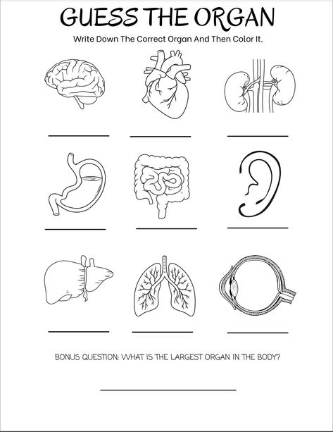 Guess the organ worksheet for beginners!  This worksheet is a fun and easy way to identify some of the organs in the body at a beginners level. You can print this worksheet out as many times as you want as this is a digital file. There is also an answer key provided for you as well. Anatomy Worksheets Printables, Body Organs Worksheet, Homeschooling Science, Human Body Worksheets For Kids, Anatomy Worksheets, Teaching Body Systems, Body Systems Worksheets, Human Body Unit Study, Human Body Worksheets