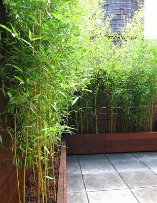 Bamboo Trees, Garden Privacy, Backyard Privacy, Garden Screening, France Design, Bamboo Garden, Have Inspiration, Bamboo Plants, Rooftop Garden