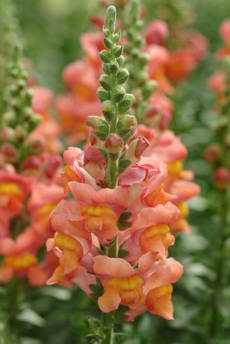 Antirrhinum majus Snapdragon Flowers, Favourite Flowers, Hummingbird Garden, Flower Meanings, Cottage Gardens, Blue Garden, California Poppy, Tall Plants, Herb Seeds