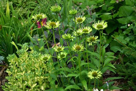 Echinacea Green Jewel, Echinacea Flower, Perennial Border, Wildflower Garden, Flower Border, Plum Purple, Perennials, Wild Flowers, Plants