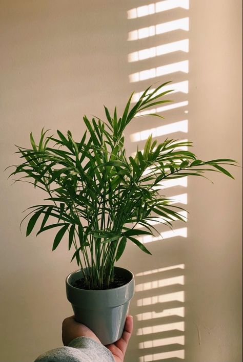 Palm tree plant 🪴❤️ Bamboo Palm, Palm Tree Plant, Plant Aesthetic, Potted Plants, Palm Trees, Tree House, Trees To Plant, House Plants, Plants