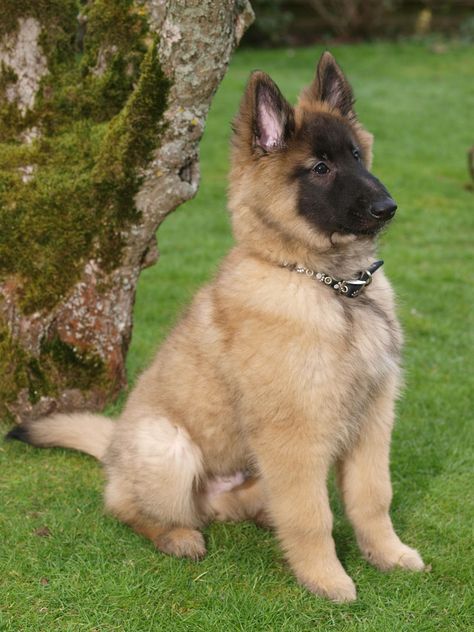 Miniature German Shepherd Dog - Pet Ponder Mini German Shepherd, Miniature German Shepherd, Sable German Shepherd Puppies, Small German Shepherd, Purebred German Shepherd, Silver German Shepherd, Sable German Shepherd, German Sheperd Dogs, German Shepherd Breeds