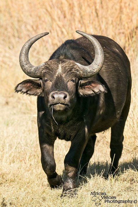 Cape buffalo Ntr Rrr Photos, Nature Wallpapers Aesthetic, Buffalo Photography, Hand Print Animals, Horned Animals, Buffalo Tattoo, Buffalo Painting, Cape Buffalo, Buffalo Art