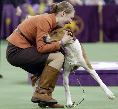 Sophia Rogers celebrates with Kiarry's Back in the Saddle, an American foxhound, after winning the junior showmanship competition during the Westminster dog show. Dog Show Handler Outfit, Dog Show Suits Women, Dog Shows, Dog Show Poster, City Life Photography, American Foxhound, Westminster Dog Show, Skye Terrier, Photos With Dog