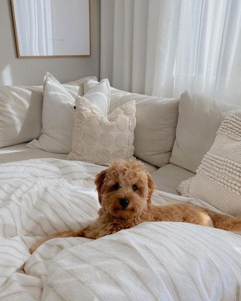 Neutral Pet Aesthetic, Neutral Dog Aesthetic, Old Money Dog Aesthetic, Neutral Puppy Aesthetic, Dog Mama Aesthetic, Bougie Dog Aesthetic, Dog Mommy, Goldendoodle, Dog Life