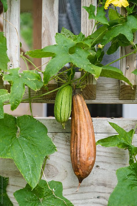 Two luffa gourds growing on a vine. One is dry and ready to be harvested as a sponge. The other is green and can be eaten as a vegetable. Luffa Plant, Eco Garden, Florida Gardening, Plant Drawing, Growing Herbs, Herb Garden, House In The Woods, Green Living, Gourds