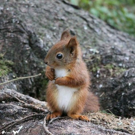 Squirrel Pictures, A Squirrel, Cute Squirrel, Baby Squirrel, Red Squirrel, Rodents, Sweet Animals, Animal Planet, Squirrels