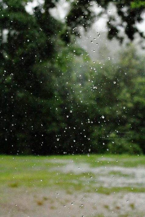 Rain Barish Beground, Rain Baground Images, Rain Background For Editing, Baground Images, Nature Baground Images, Ronaldo Images, Light And Shadow Photography, Liquid Sunshine, Growing Bamboo