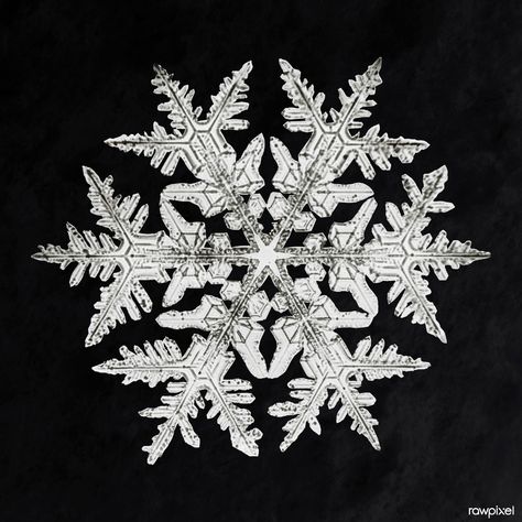 Wilson Bentley's Snowflake 920 (ca. 1890) detailed pho… | Flickr Wilson Bentley, Snowflake Bentley, Snow Flake Tattoo, Snowflake Images, Snowflake Photos, Snow Crystal, Image Paper, Things Under A Microscope, Christmas Vectors