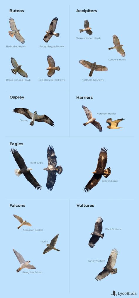 Ornithology Aesthetic, Bird Classification, Prehistoric Birds, Raptor With Feathers, Raptor Bird, Backyard Birds Watching, Extinct Birds, Raptors Bird, Bird Identification