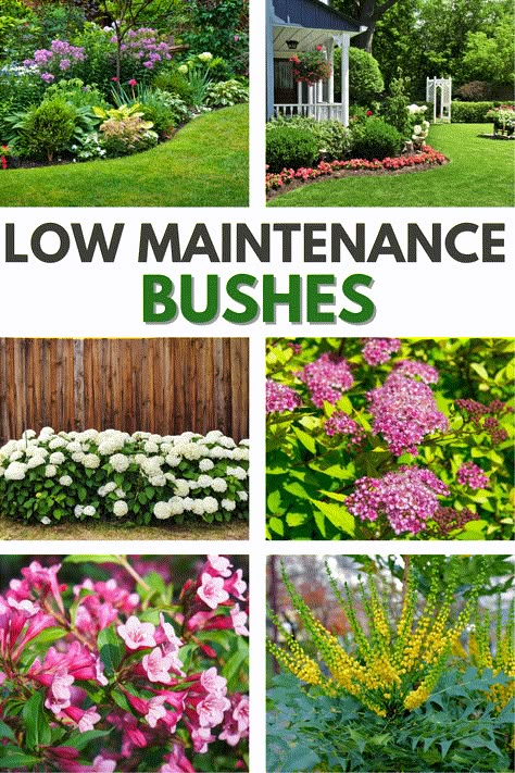 Low Maintenance Plants Outdoor, Low Maintenance Landscaping Front Yard, Shrubs For Landscaping, Low Maintenance Shrubs, Small Front Yard Landscaping, Front Yard Garden Design, Easy Landscaping, Low Maintenance Landscaping, Garden Shrubs