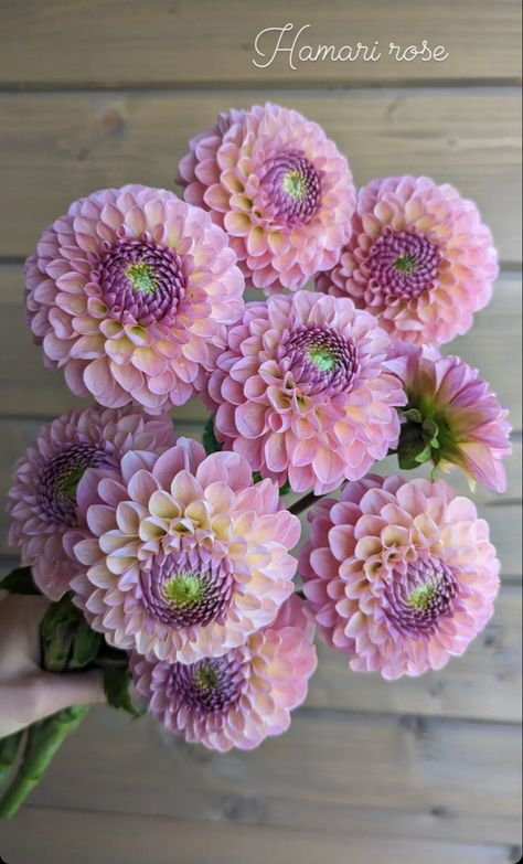 Dahlia Flower Garden, Dianthus Flowers, Dahlia Bouquet, Patio Flowers, Flower Farmer, Cut Flower Garden, Nothing But Flowers, Flower Care, Dahlia Flower