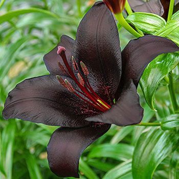 Night Rider Lily, Part Shade Flowers, Flowers Last Longer, Trumpet Lily, Night Rider, Summer Bulbs, Goth Garden, Black Thumb, Perennial Bulbs