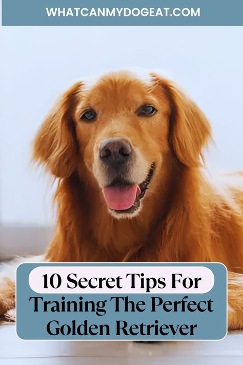 Training a Golden Retriever? These 10 secret tips will help you bring out the best in your smart and friendly companion. Get the most out of your sessions and enjoy a well-behaved, happy dog! Golden Retriever Training, Therapy Dog Training, Health Articles Wellness, Early Photos, A Golden Retriever, Leash Training, Agility Training, Crate Training, Therapy Dogs