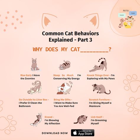 Decode Your Cat's Behavior. Do you wish you had a secret decoder guide to cat behavior and language? 😻😻 #catbehavior #catlanguage #cat #cats #part3 Cat Owner Hacks, Secret Decoder, Cat Behaviour, Cat Whisperer, Cat Language, Paw Paw, Cat Care Tips, Cat Behavior, Cat Owner