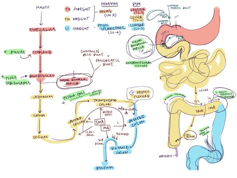 Gi Tract Anatomy, Crna School, Human Muscle Anatomy, Radiology Student, Medical Library, Diagnostic Medical Sonography, Nursing School Essential, Medical School Life, Gastrointestinal System