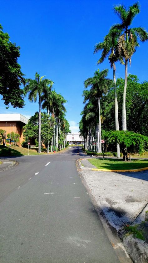 Way to the UPLB Main Library #uplb #Elbi #mainlibrary #royalpalms Beautiful Philippines, Philippines, Maine, Vision Board, Quick Saves