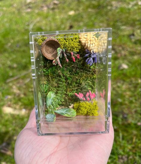 Cupcake House, Diy Terrariums, Jumping Spider Enclosure, Spider Enclosure, Cross Ventilation, Spider House, Jumping Spiders, House Spider, Pet Spider