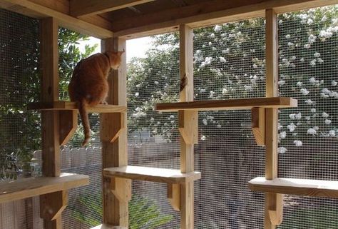 Just like us, cats need an outdoor oasis during the warm summer months. Katt Grejer, Herding Cats, Cat Patio, Outdoor Cat Enclosure, Cat Towers, Outdoor Cat House, Cat Playground, Outdoor Cat, Cat Enclosure