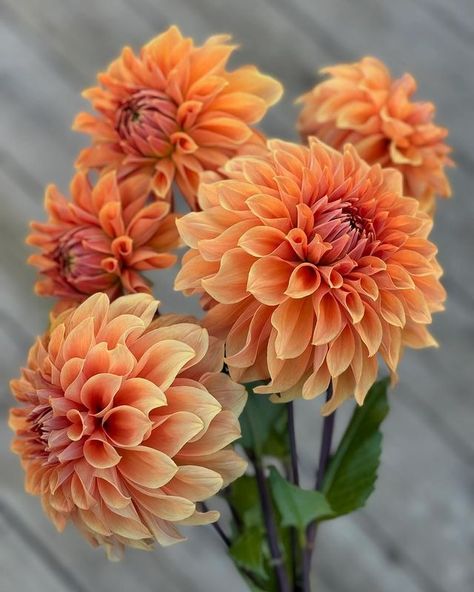 Nadja | 🌸🥰 Hy Patti 🌸🥰 . . . #dahlia #dahlior #flowersofinstagram #dahlias #flowerphotography #hageliv #dahliaseason #dahliasofinstagram... | Instagram Yellow Dahlia Bouquet, Orange Dahlia Flower, Daliah Flower, Dalia Flower, Mellow Autumn, Bronze Autumn, Dahlia Flower Arrangements, Dahlia Wedding, Orange Dahlia